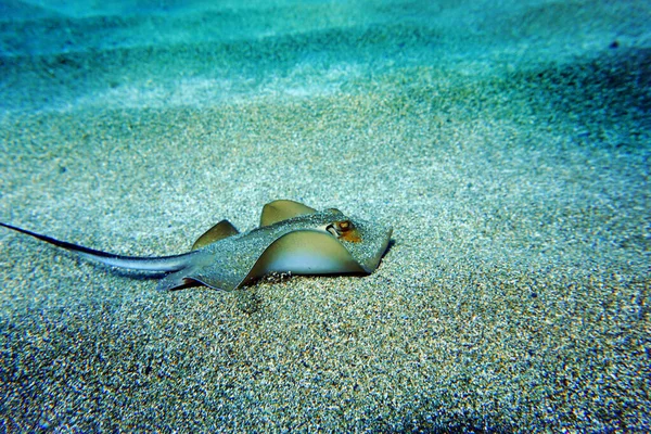 Mediterráneo Común Stingray Dasyatis Pastinaca — Foto de Stock