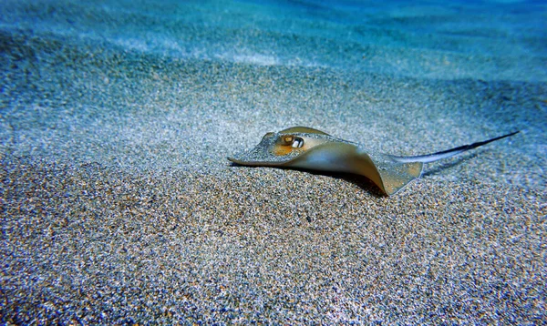 Mediterráneo Común Stingray Dasyatis Pastinaca —  Fotos de Stock