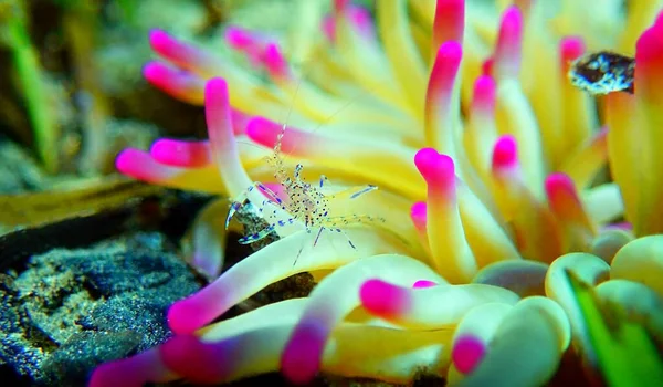 Camarão Anêmona Mar Mediterrânico Periclimenes Aegylios — Fotografia de Stock