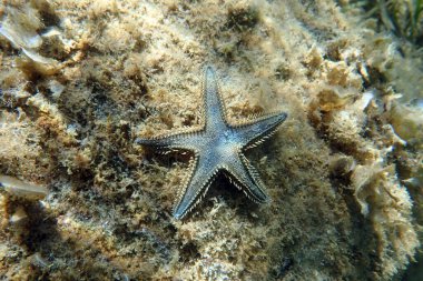 Akdeniz 'deki deniz yıldızının sualtı görüntüsü