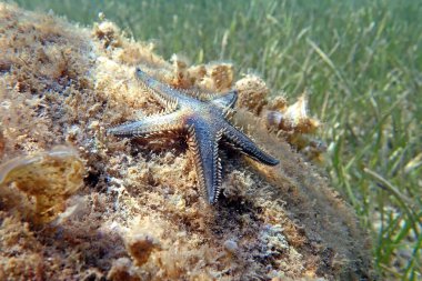 Akdeniz 'deki deniz yıldızının sualtı görüntüsü