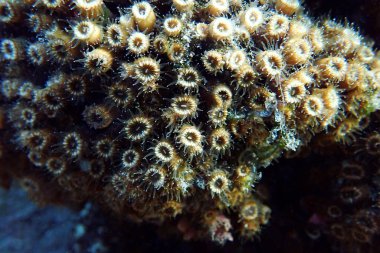 Yastık ya da yastık mercanı Akdeniz 'e, Cladocora seespitosa