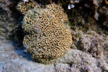 Yastık ya da yastık mercanı Akdeniz 'e, Cladocora seespitosa