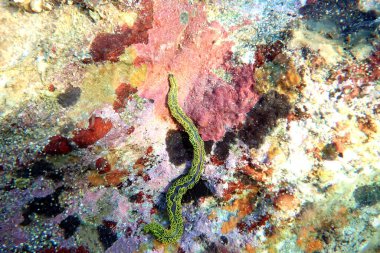 Akdeniz 'deki yeşil palmat solucanının nadir sualtı görüntüsü - (Nereiphylla paretti -)