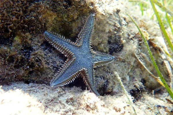 Citra Bawah Air Dari Pasir Mediterania Bintang Laut — Stok Foto
