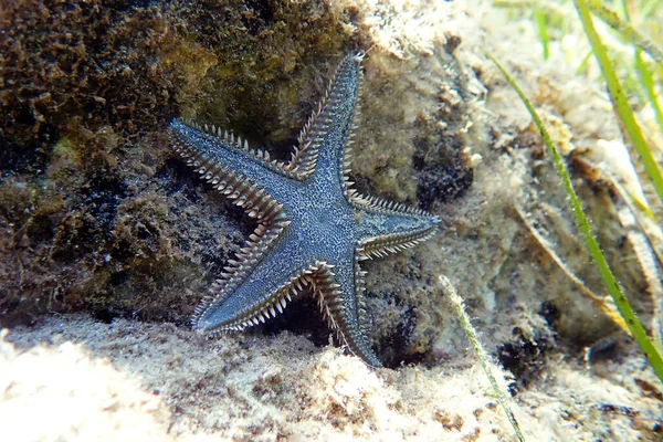 Imagen Submarina Estrella Del Mar Arena Mediterránea — Foto de Stock