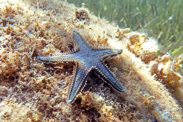 Unterwasserbild Des Mediterranen Sand Seesterns — Stockfoto