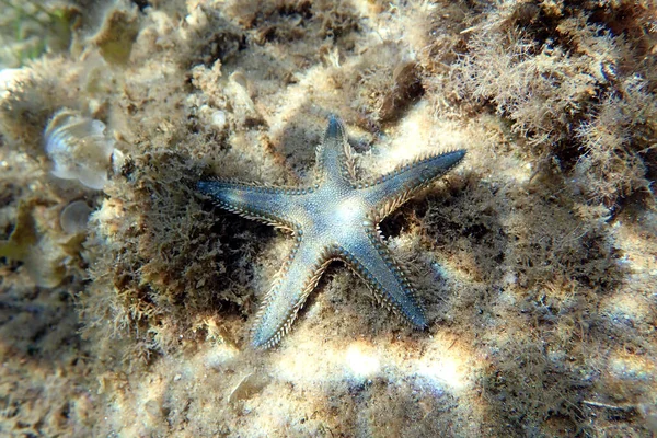Imagem Subaquática Estrela Mar Areia Mediterrânica — Fotografia de Stock