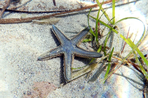 Akdeniz Deki Deniz Yıldızının Sualtı Görüntüsü — Stok fotoğraf