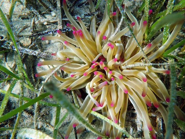 Золота Анемона Condylactis Aurantiaca Морська Анемона Середземному Морі — стокове фото