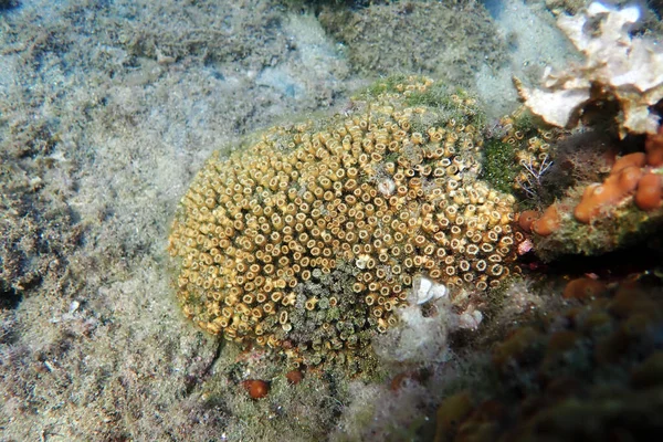 Kudde Eller Kudde Korall Medelhavet Cladocora Caespitosa — Stockfoto
