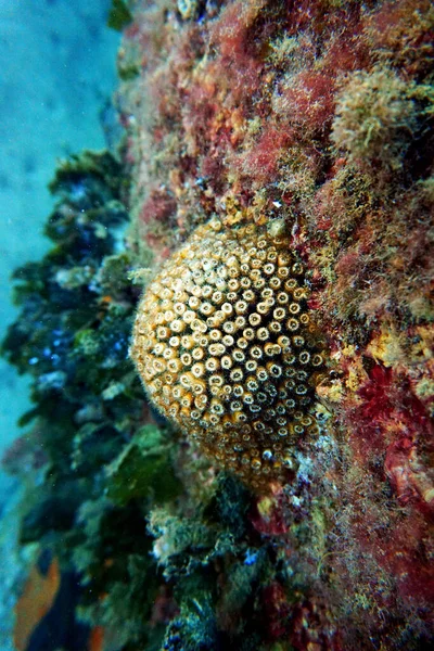 Oreiller Coussin Corail Dans Mer Méditerranée Cladocora Caespitosa — Photo