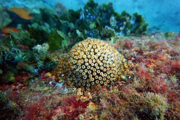 Подушка Подушка Кораллов Средиземном Море Cladocora Caespitosa — стоковое фото