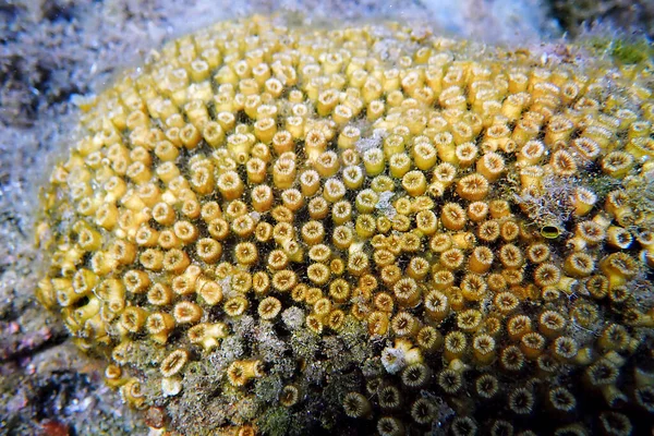 Oreiller Coussin Corail Dans Mer Méditerranée Cladocora Caespitosa — Photo