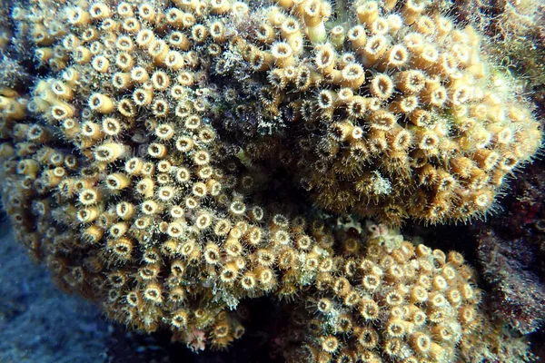Oreiller Coussin Corail Dans Mer Méditerranée Cladocora Caespitosa — Photo