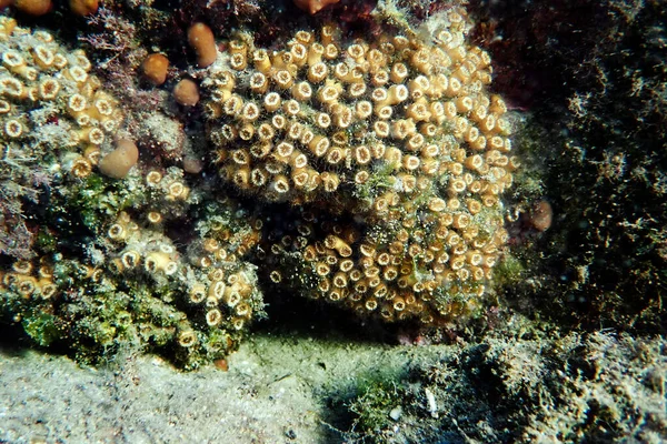 Bantal Atau Bantal Karang Laut Mediterania Cladocora Caespitosa — Stok Foto