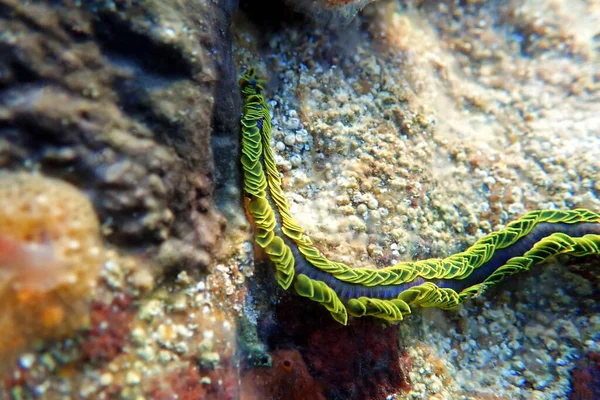 Rare underwater image of green palmate worm in to the Mediterranean sea - (Nereiphylla paretti)