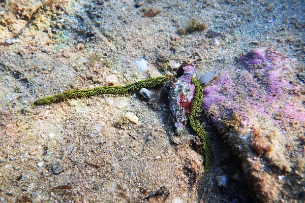 Rara Immagine Subacquea Verme Palmato Verde Nel Mar Mediterraneo Nereiphylla — Foto Stock
