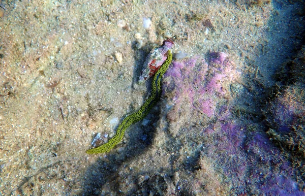 Imagen Submarina Rara Del Gusano Palmado Verde Mar Mediterráneo Nereiphylla — Foto de Stock