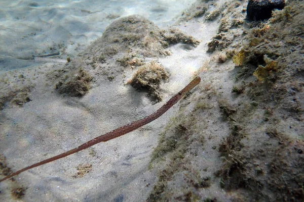 Podwodny Obraz Morzu Śródziemnym Broadnosed Pipefish Syngnathus Tyfla — Zdjęcie stockowe