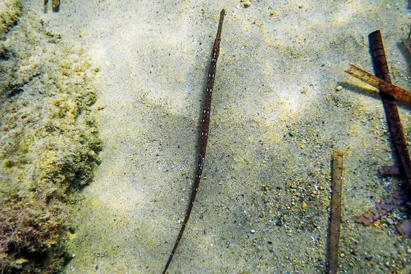 Podvodní Obraz Středozemního Moře Broadnose Pipefish Syngnathus Typhle — Stock fotografie