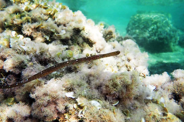 Unterwasserbild Mittelmeer Von Breitnasigen Seenadeln Syngnathus Typhle — Stockfoto