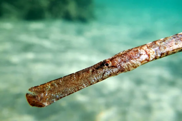 Imagem Subaquática Mar Mediterrâneo Peixes Tubulação Broadnosed Syngnathus Typhle — Fotografia de Stock