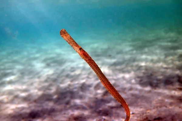 Imagem Subaquática Mar Mediterrâneo Peixes Tubulação Broadnosed Syngnathus Typhle — Fotografia de Stock