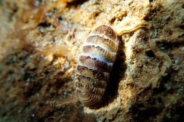 Gemeenschappelijke Zee Chiton Slak Chiton Olivaceus — Stockfoto