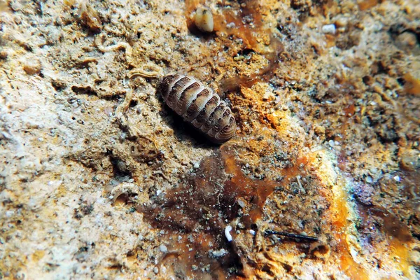 일반적 달팽이 감람석 — 스톡 사진