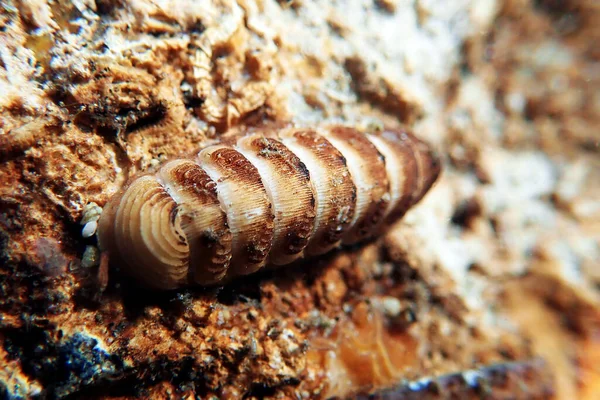 Gemeenschappelijke Zee Chiton Slak Chiton Olivaceus — Stockfoto