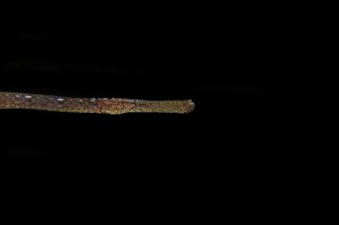 Akdeniz 'deki Broadnosed boru balığı sualtı görüntüsü - (Syngnathus typhle)