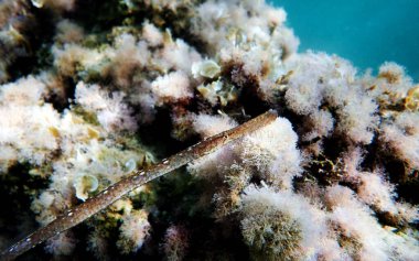 Akdeniz 'deki Broadnosed boru balığı sualtı görüntüsü - (Syngnathus typhle)