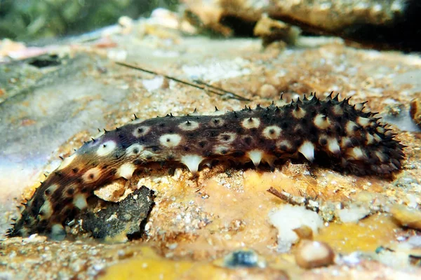 Fotografía Submarina Pepino Mar Holothuria Sanctori — Foto de Stock