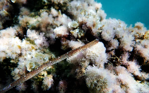 Onderwaterbeeld Middellandse Zee Van Broadnosed Pipefish Syngnathus Typhle — Stockfoto