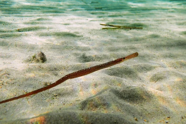 Immagine Subacquea Nel Mar Mediterraneo Pesci Pipa Emessi Syngnathus Typhle — Foto Stock
