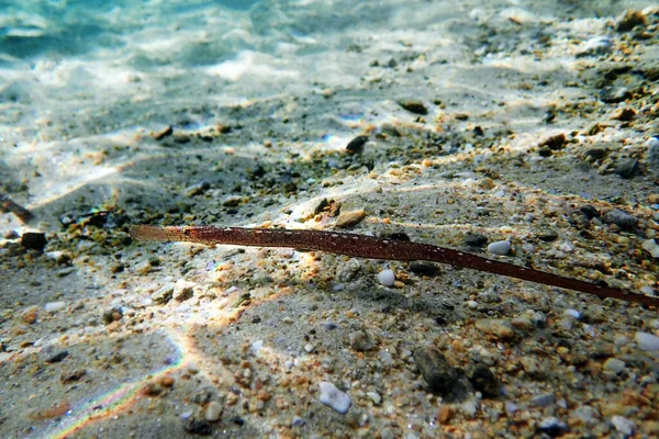 Imagem Subaquática Mar Mediterrâneo Peixes Tubulação Broadnosed Syngnathus Typhle — Fotografia de Stock