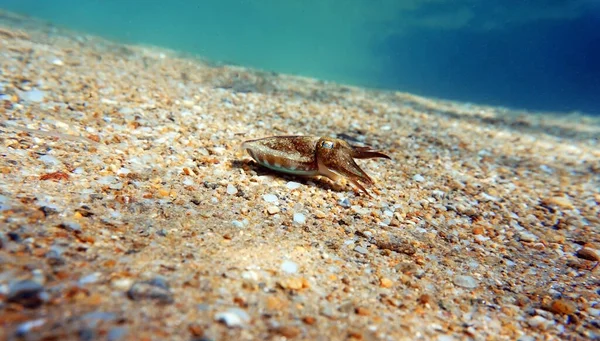 European Common Cuttlefish Sepia Officinalis — Stock Photo, Image