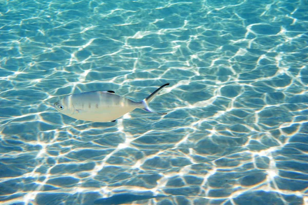 銀魚の水中写真 Trachinotus Ovatus — ストック写真