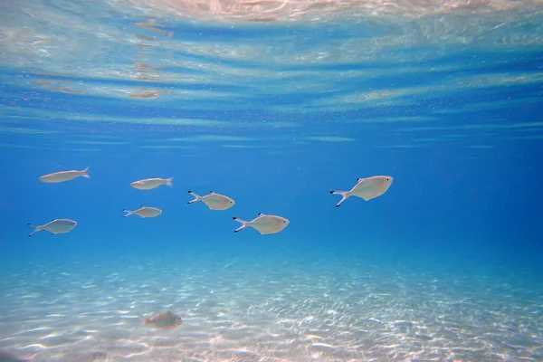 Подводное Фото Silverfish Trachinotus Ovatus — стоковое фото
