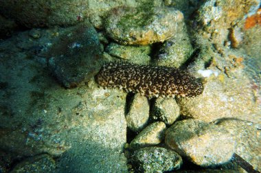 Deniz hıyarı sualtı fotoğrafçılığı - (Holothuria sanctori -) 
