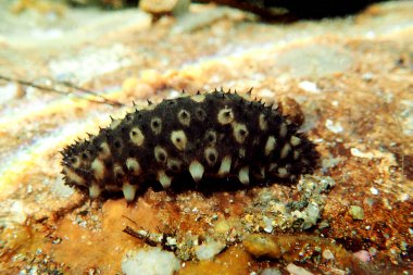 Deniz hıyarı sualtı fotoğrafçılığı - (Holothuria sanctori -) 