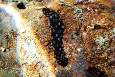 Deniz hıyarı sualtı fotoğrafçılığı - (Holothuria sanctori -) 