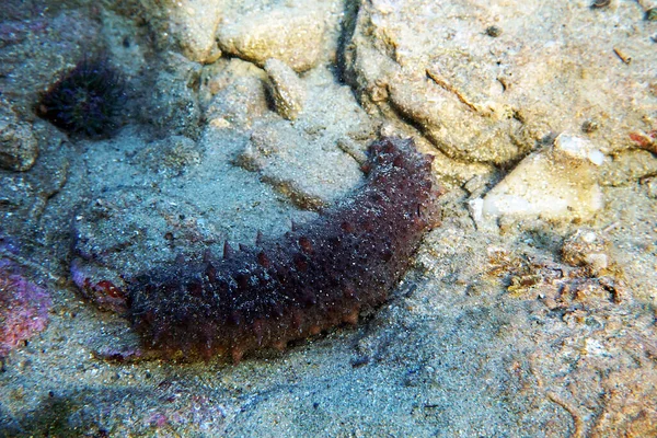 Підводні Фотографії Sea Cucumber Holothuria Sanctori — стокове фото