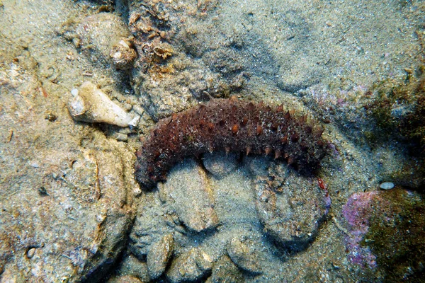 Podvodní Fotografie Mořské Okurky Holothuria Sanctori — Stock fotografie