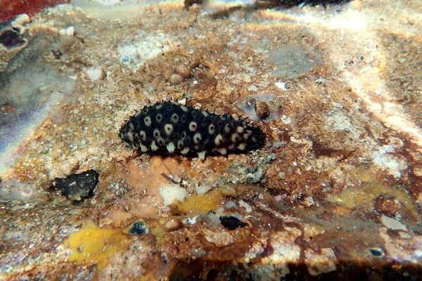 Underwater photography of Sea Cucumber - (Holothuria sanctori)