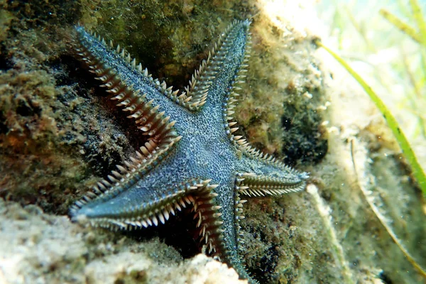 Underwater image of Mediterranean sand sea-star digging into the sand