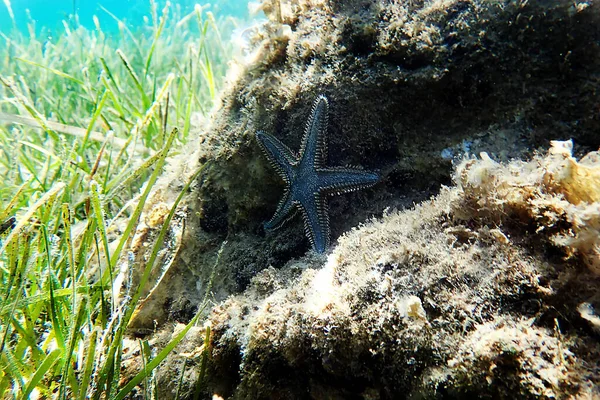 Unterwasserbild Des Mediterranen Sand Seesterns Der Sich Den Sand Gräbt — Stockfoto