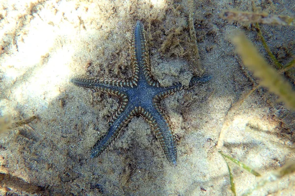 Underwater image of Mediterranean sand sea-star digging into the sand