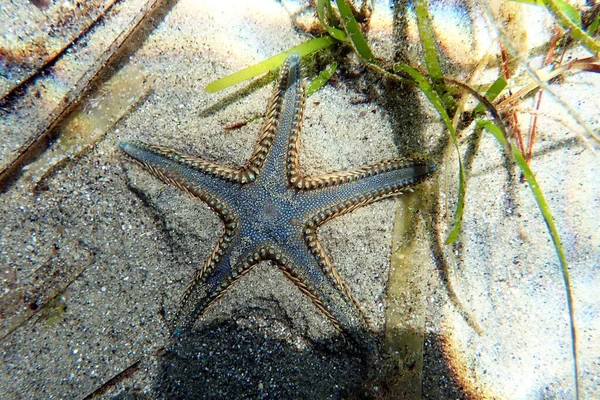 Imagem Subaquática Uma Estrela Mar Areia Mediterrânica Escavar Areia — Fotografia de Stock